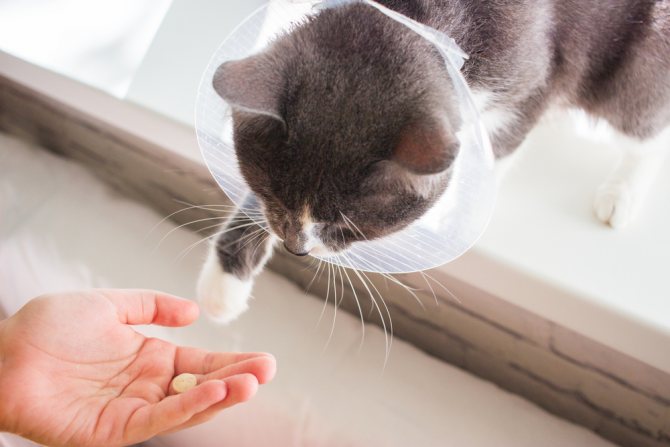КотЭрвин для кошек - инструкция по применению, дозировка