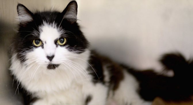 КотЭрвин получил одобрение ветеринарных врачей, а кроме прочего, имеет многочисленные положительные отзывы владельцев кошек