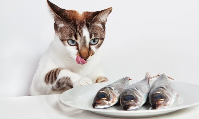Котик и рыба