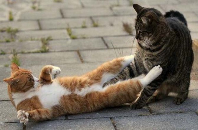 Коты дерутся и орут – что делать, как подружить кошек между собой в квартире?