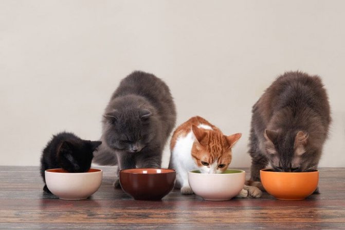 коты едят вместе