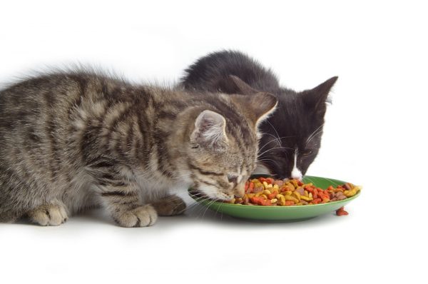 котята едят сухой корм