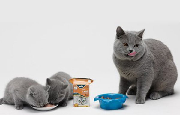 Котята и кошка едят корм Бозита