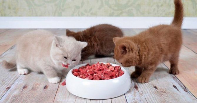 котята кушают сырое мясо