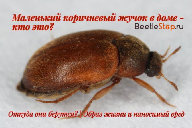 Домашние насекомые: фото и названия паразитов, которые могут завестись ...
