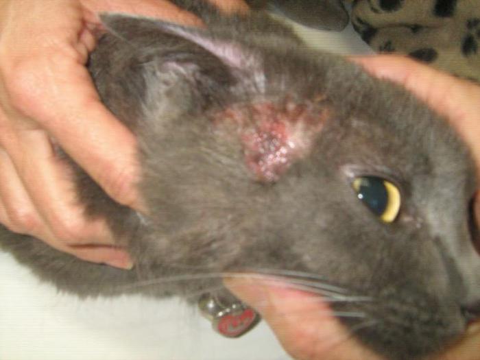 кожные заболевания у кошек на ушах