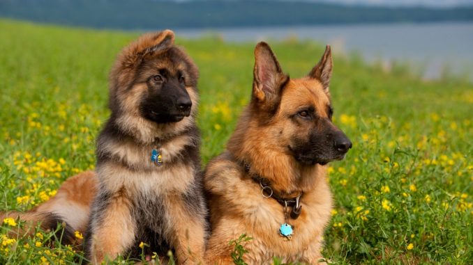 Красивое фото немецкой овчарки и щенка