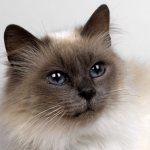 Красивый кот с голубыми глазами