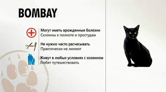 Краткая характеристика бомбейской породы кошек