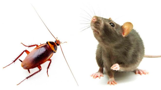 Крысы от тараканов