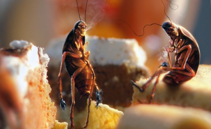Куда делись тараканы: почему они исчезли и куда ушли?