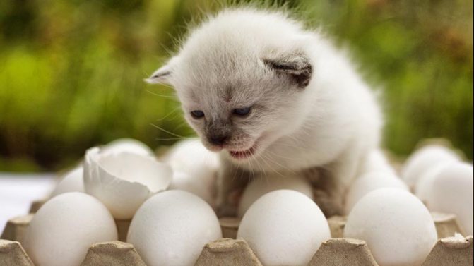 Куриные или перепелиные яйца давать коту?
