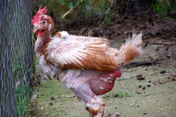 Куриные вши очень опасны для здорвья птицы и могут привести к ее быстрой смерти, если вы вовремя не среагируете