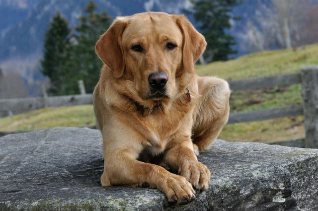 Лабрадор-ретривер - красивая собака