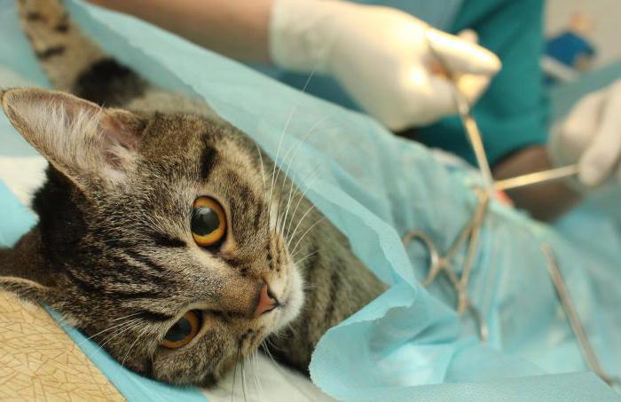 лапароскопическая стерилизация кошки