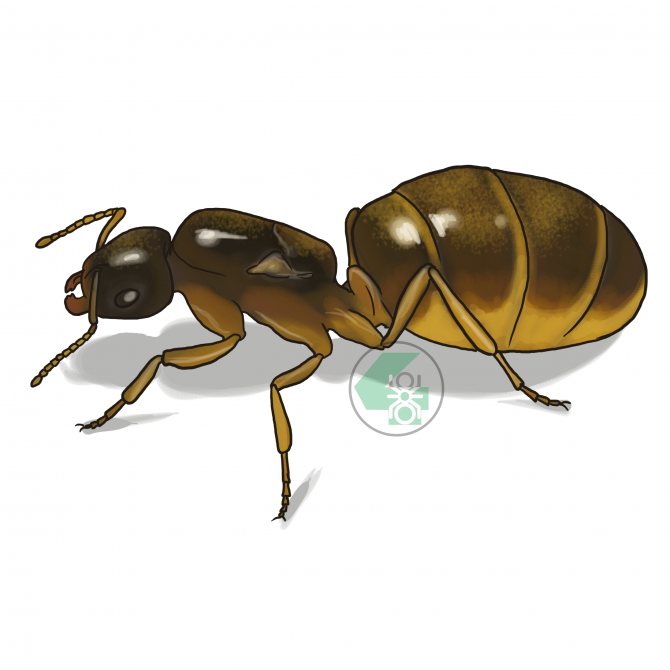 Lasius flavus (жёлтый садовый муравей)