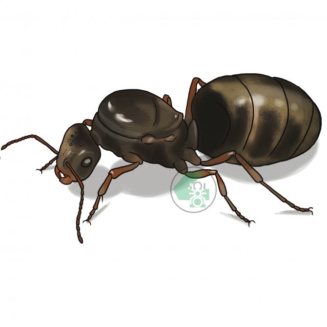 Lasius niger (чёрный садовый муравей)