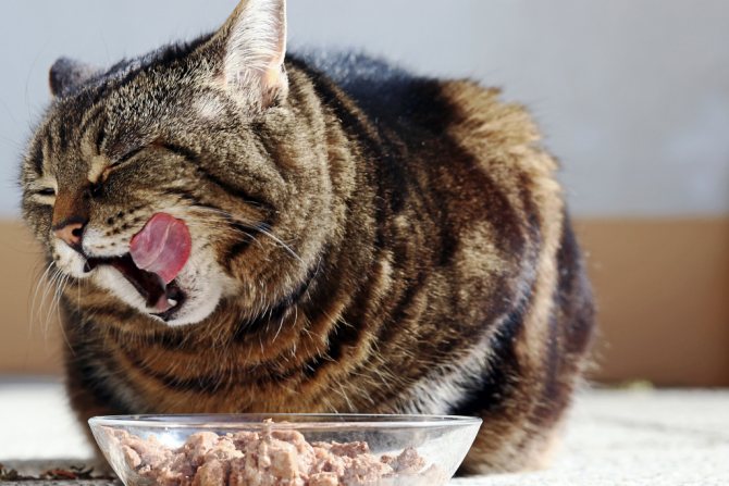 лечебная диета при отравлении у кошек