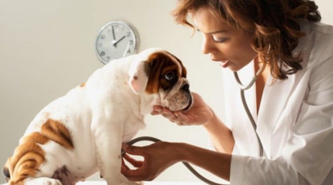 Лечение дипилидиоза у собак