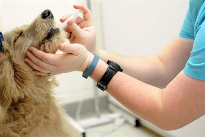 лечение кашля у собаки