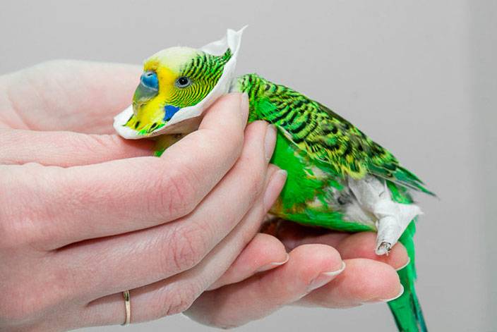 Лечение кнемидокоптоза у попугая