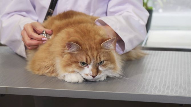 лечение коронавирусного энтерита у кошек