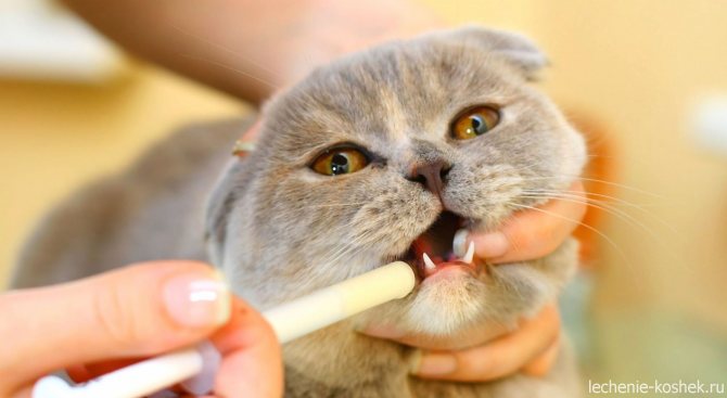 лечение кошек народными средствами