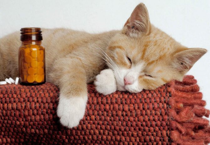 Лечение котенка таблетками