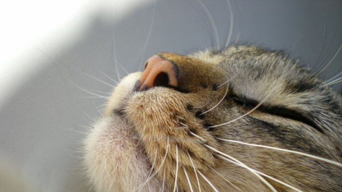 Лечение насморка у кошки