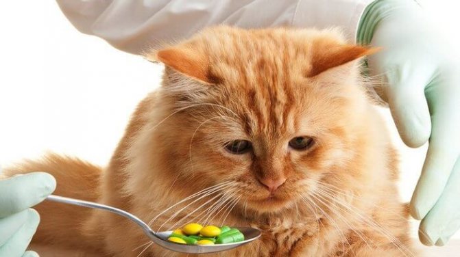 Лечение облысения у кошек