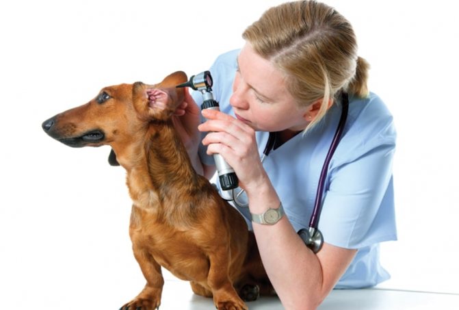 Лечение отита у собак