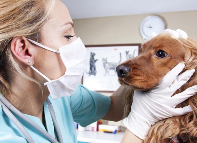 Лечение парагриппа у собак
