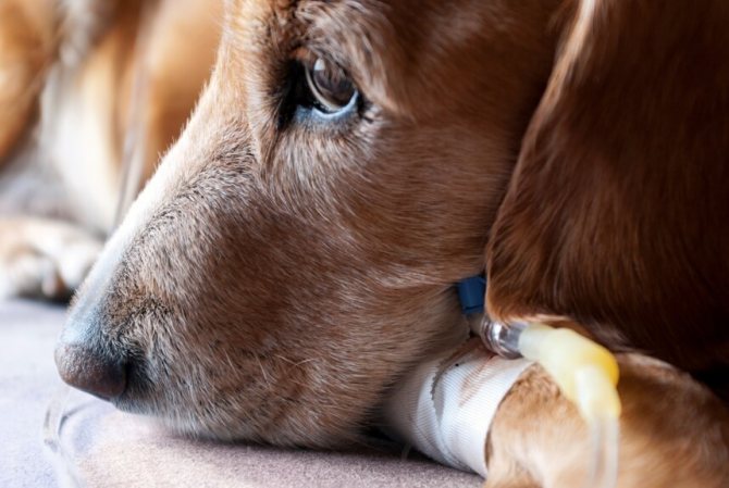 Лечение пироплазмоза токсичными препаратами негативно сказывается на здоровье собаки