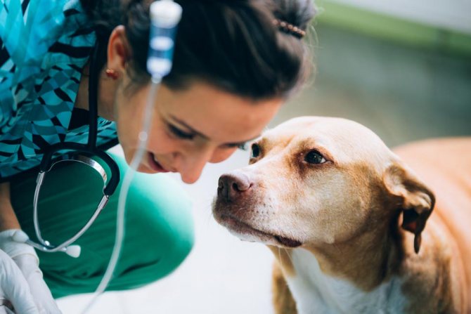 Лечение пироплазмоза у собак
