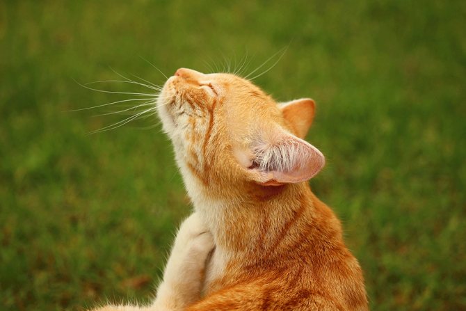 Лечение расчесов у кошки дома