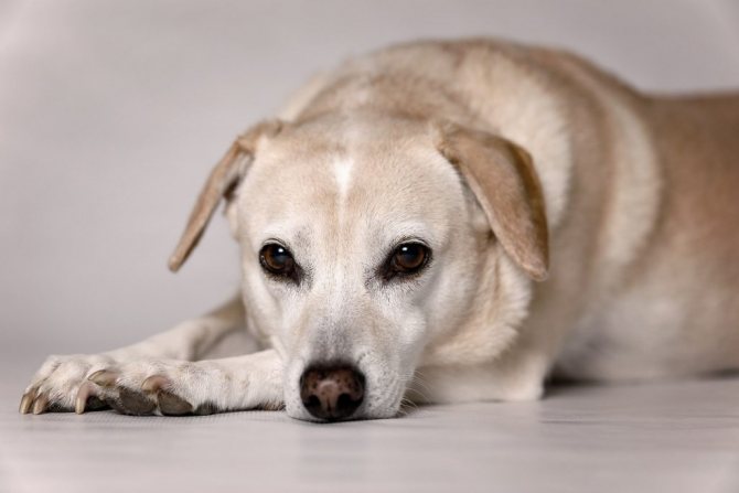 лечение собак от простатита