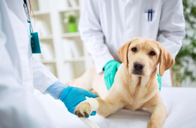 Лечение собаки при заражении крови