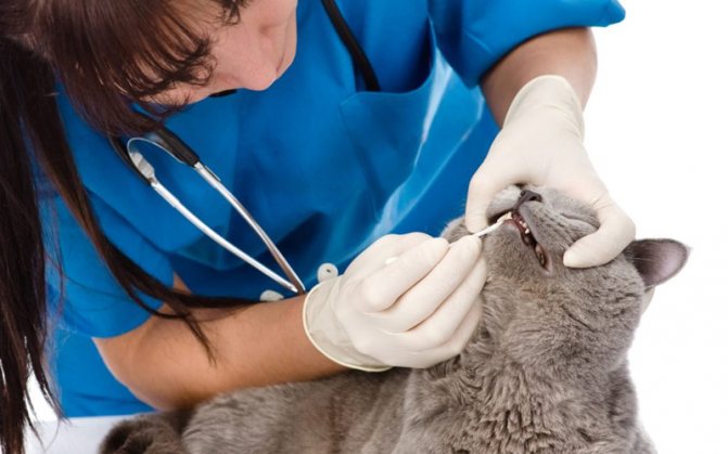 Лечение стоматита у кошек