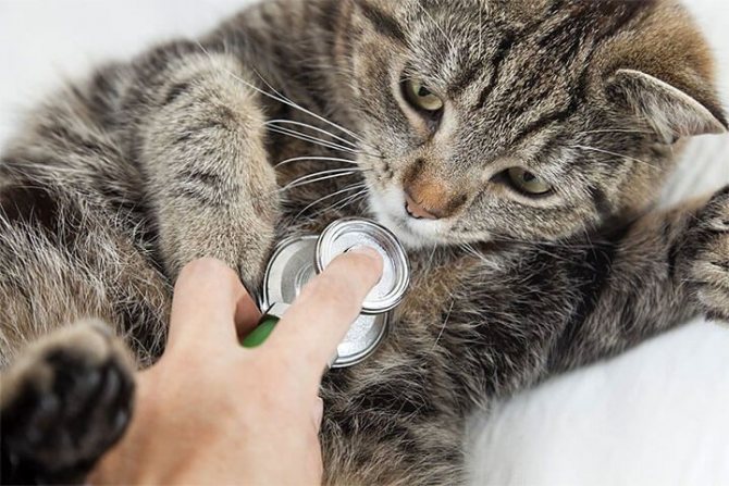 Лечение запора у кошек