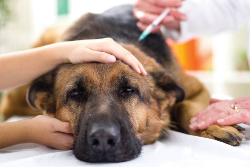 лечение желтухи у собак
