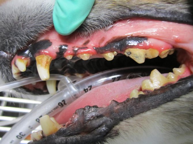 Лечение зубного камня у собака