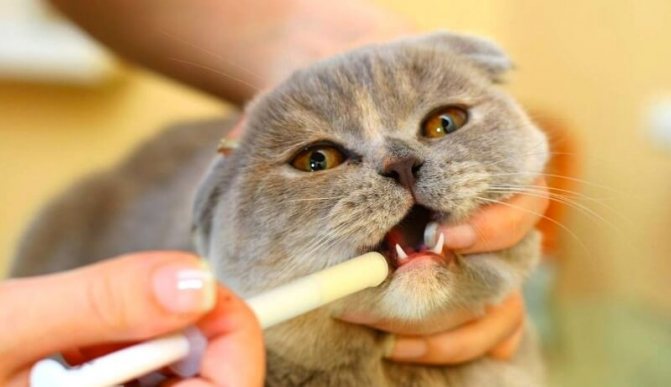 лекарство от глистов для кошек