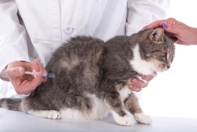 Лекарство вводится котам в бедро исключительно внутримышечно