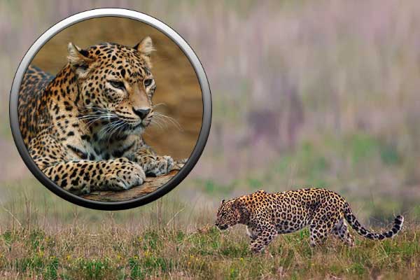 Леопард - семейство кошачьих