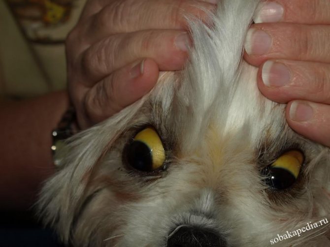 Лептоспироз у собак-угроза жизни собаковода