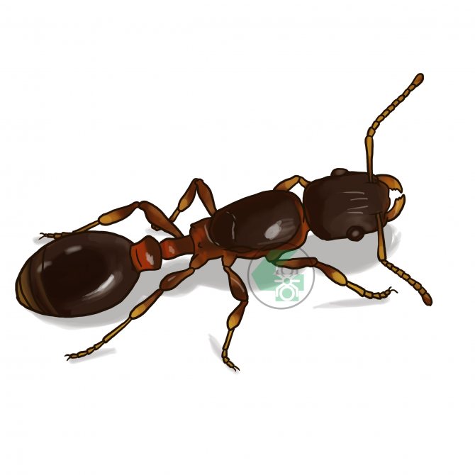Leptothorax acervorum (подкорный муравей)