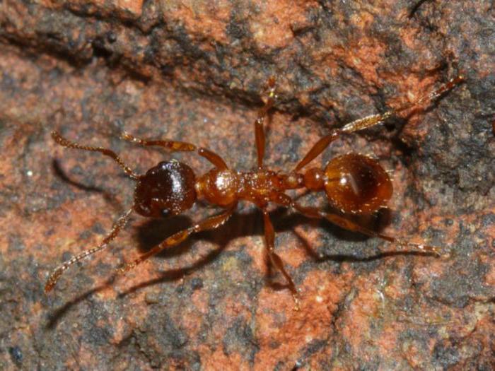 лесные муравьи