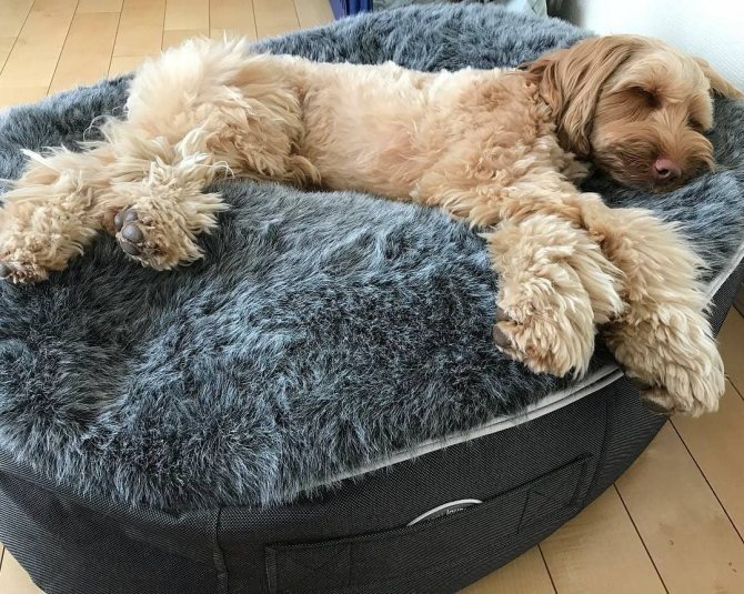 лежак для собаки