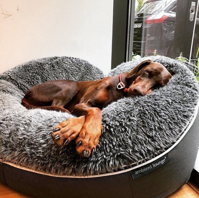 лежанка для собаки pet lounge