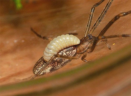 Личинки некоторых видов ос питаются прямо на теле парализованного насекомого.